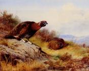 Red Grouse On The Moor - 阿奇博尔德·索伯恩